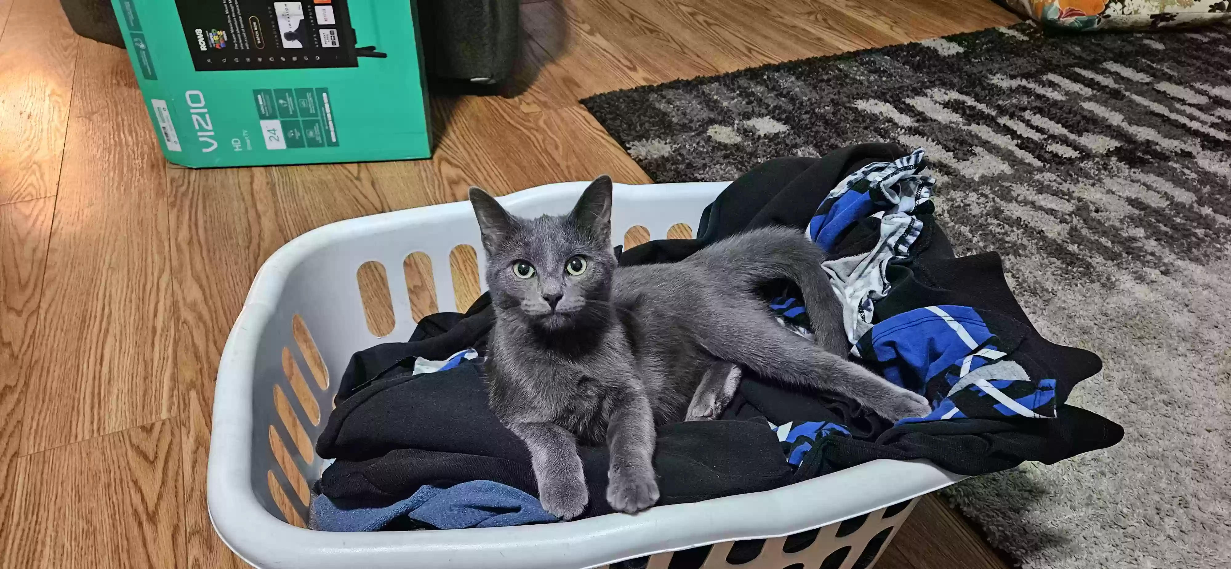 Lost cat in Adrian, MI, 49221