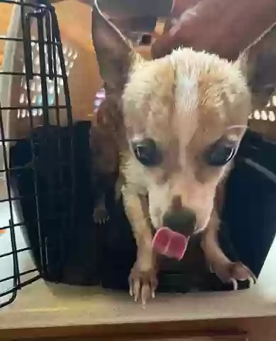 Found dog in Rowlett, TX, 75089