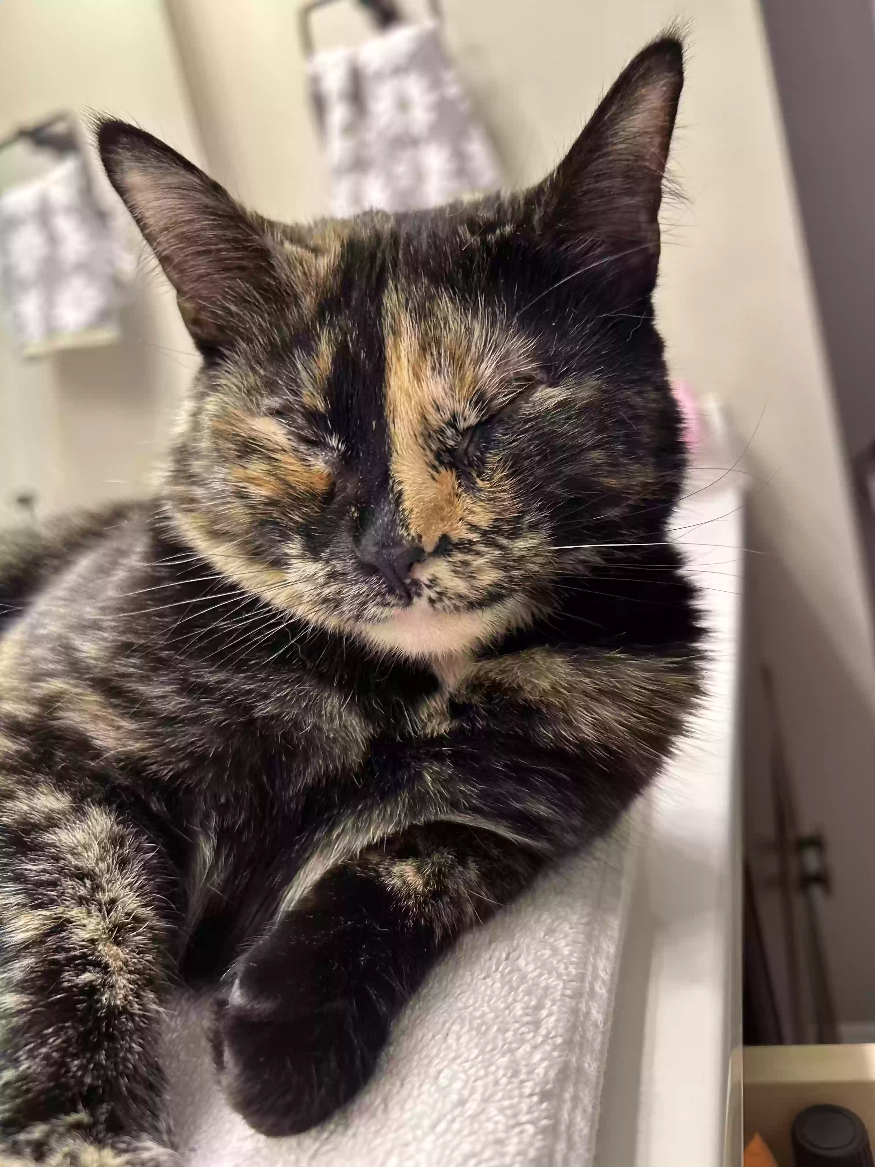 Lost cat in Lake Elmo, MN, 55042
