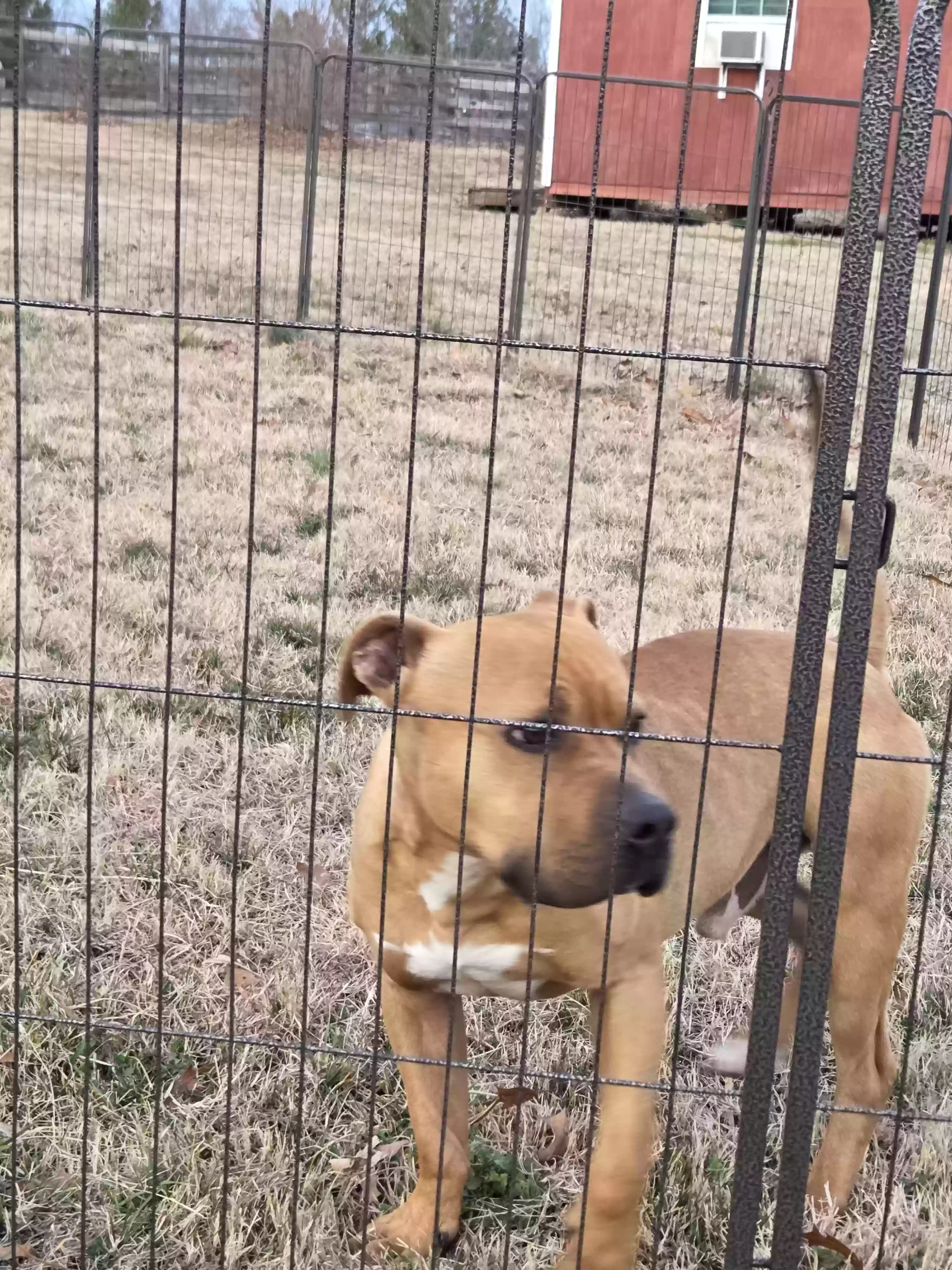 Found dog in Roxboro, NC, 27574