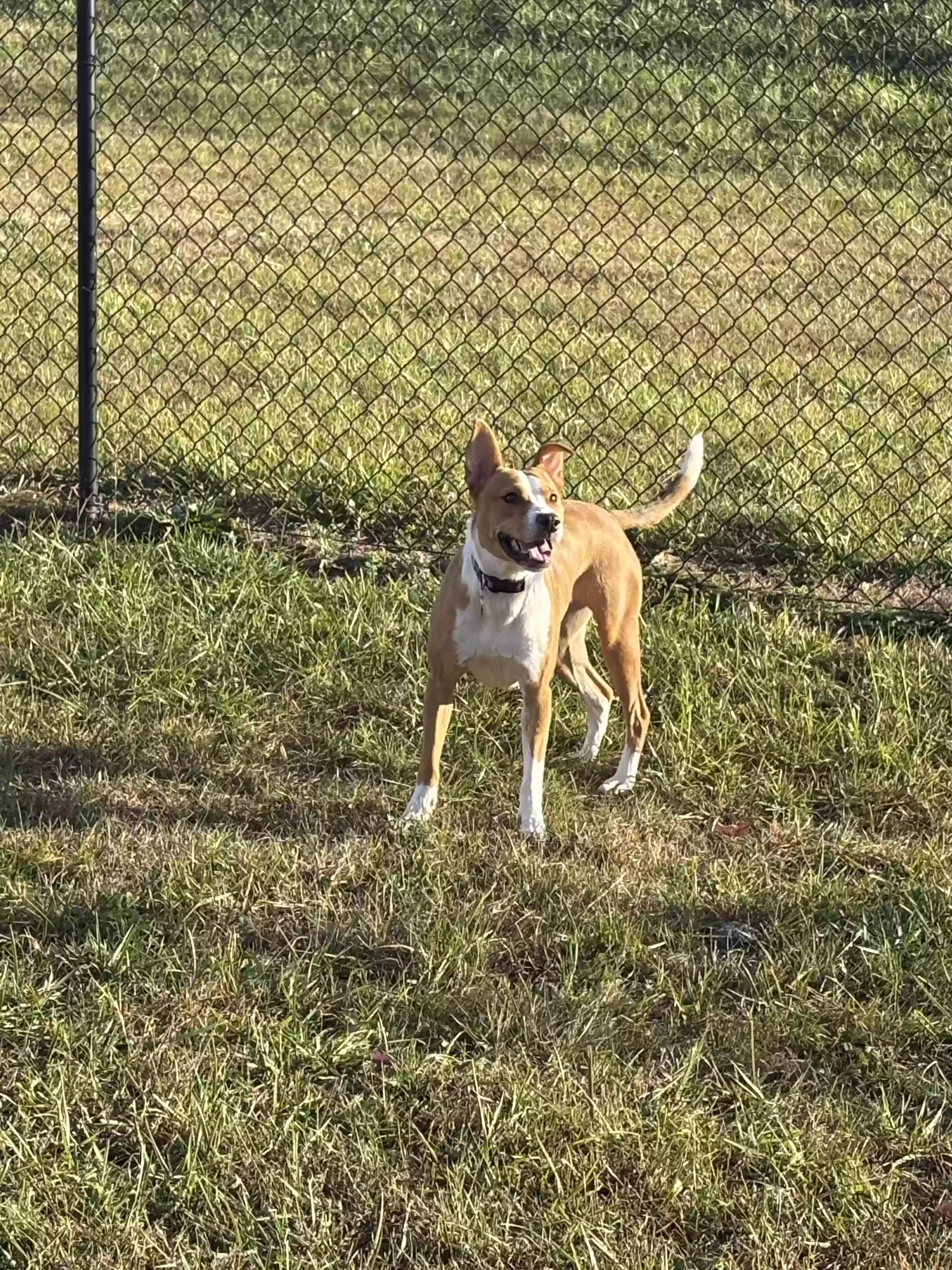 Lost dog in Birmingham, AL, 35209