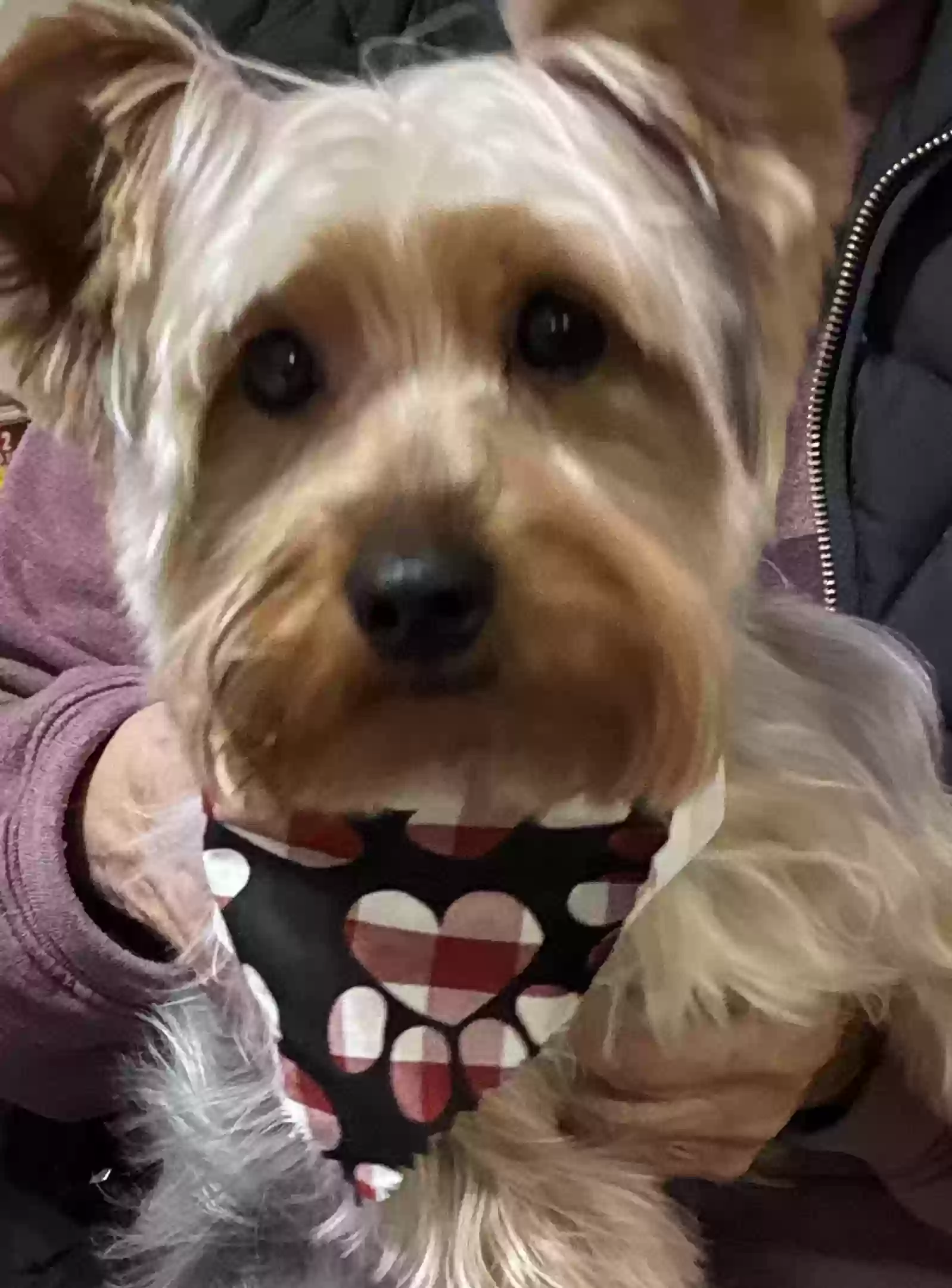 Lost dog in Rio Linda, CA, 95673