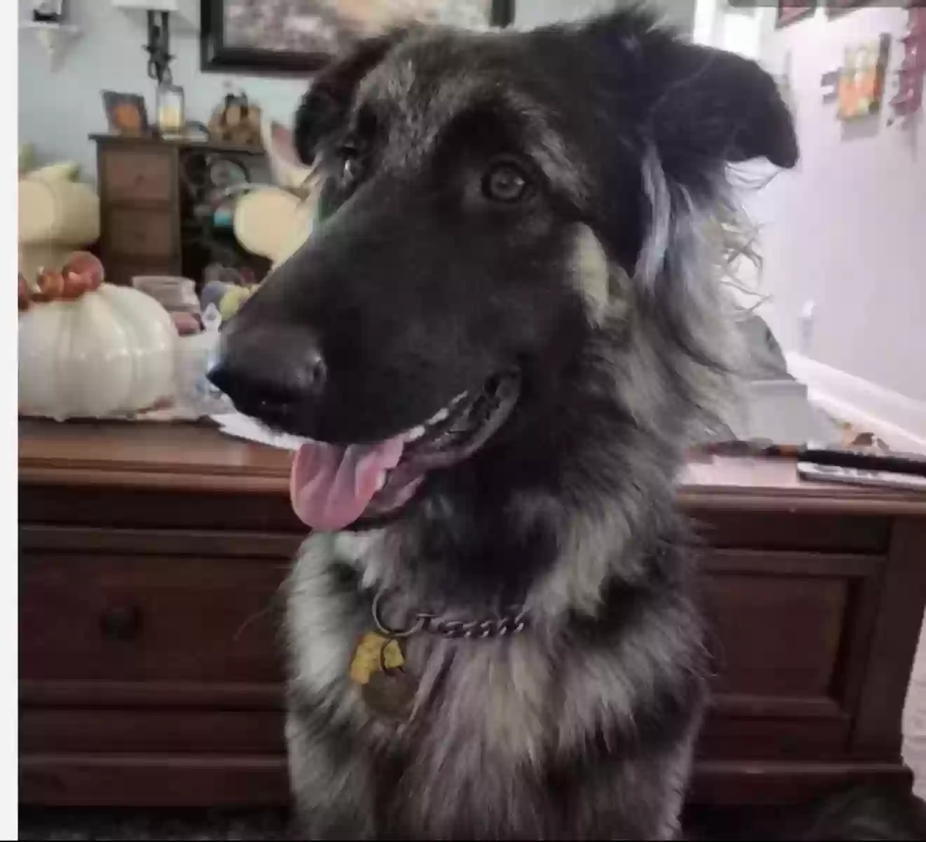 Lost dog in Denton, TX, 76201
