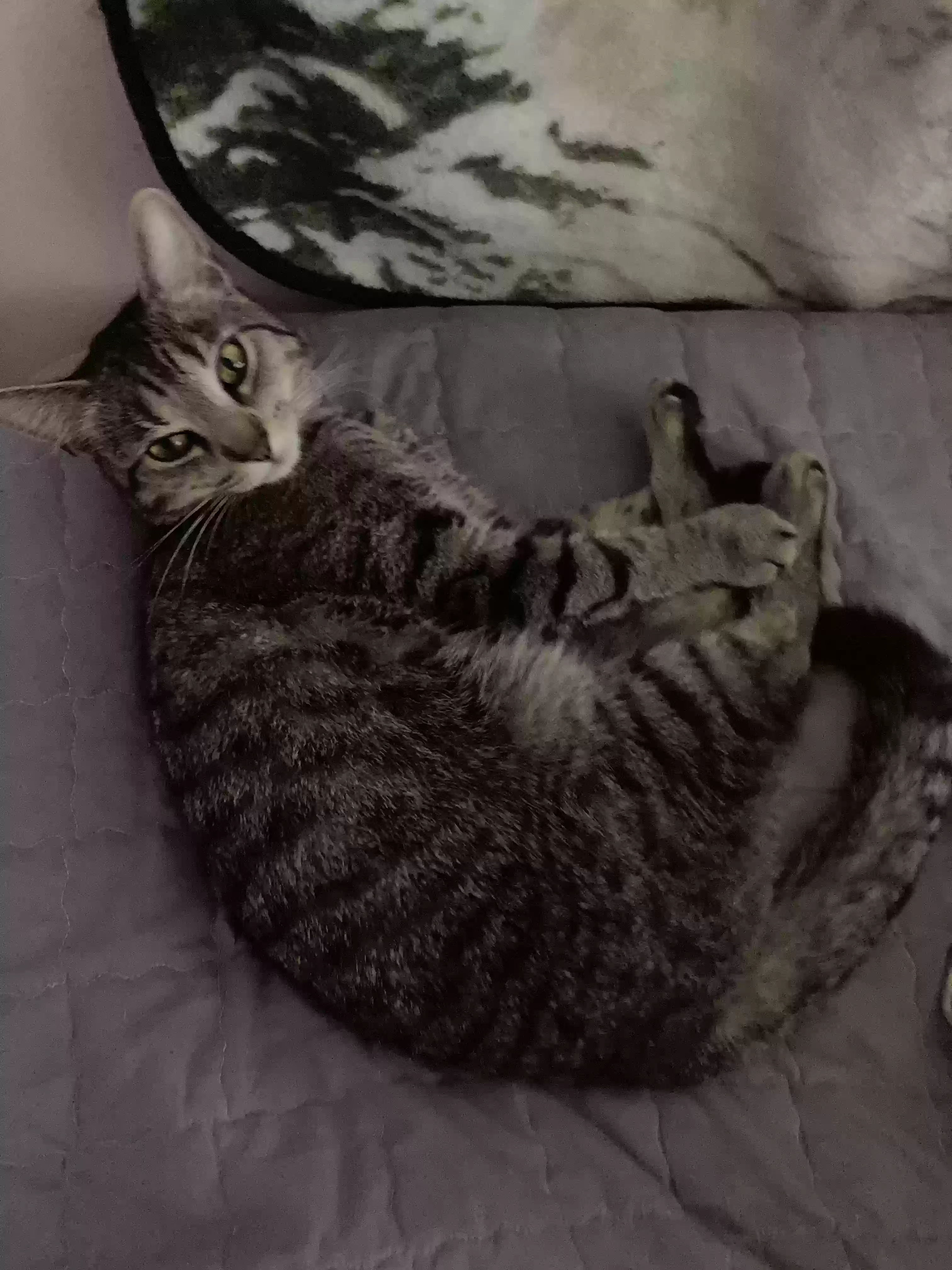 Lost cat in New Port Richey, FL, 34652