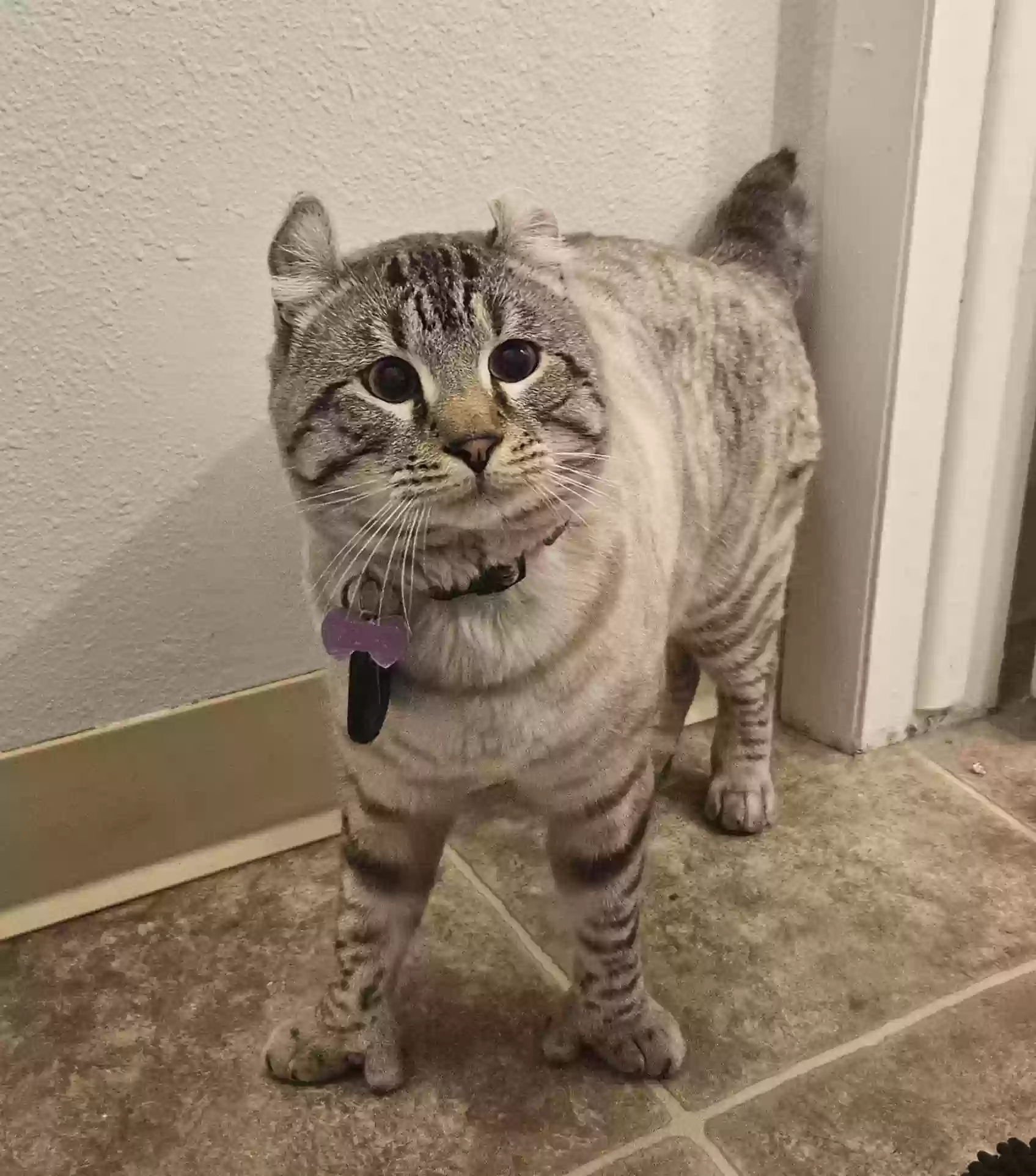 Lost cat in Golden, CO, 80401