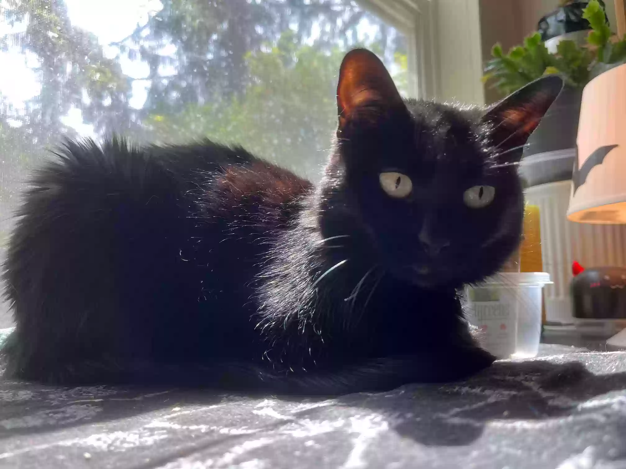 Lost cat in Seattle, WA, 98146