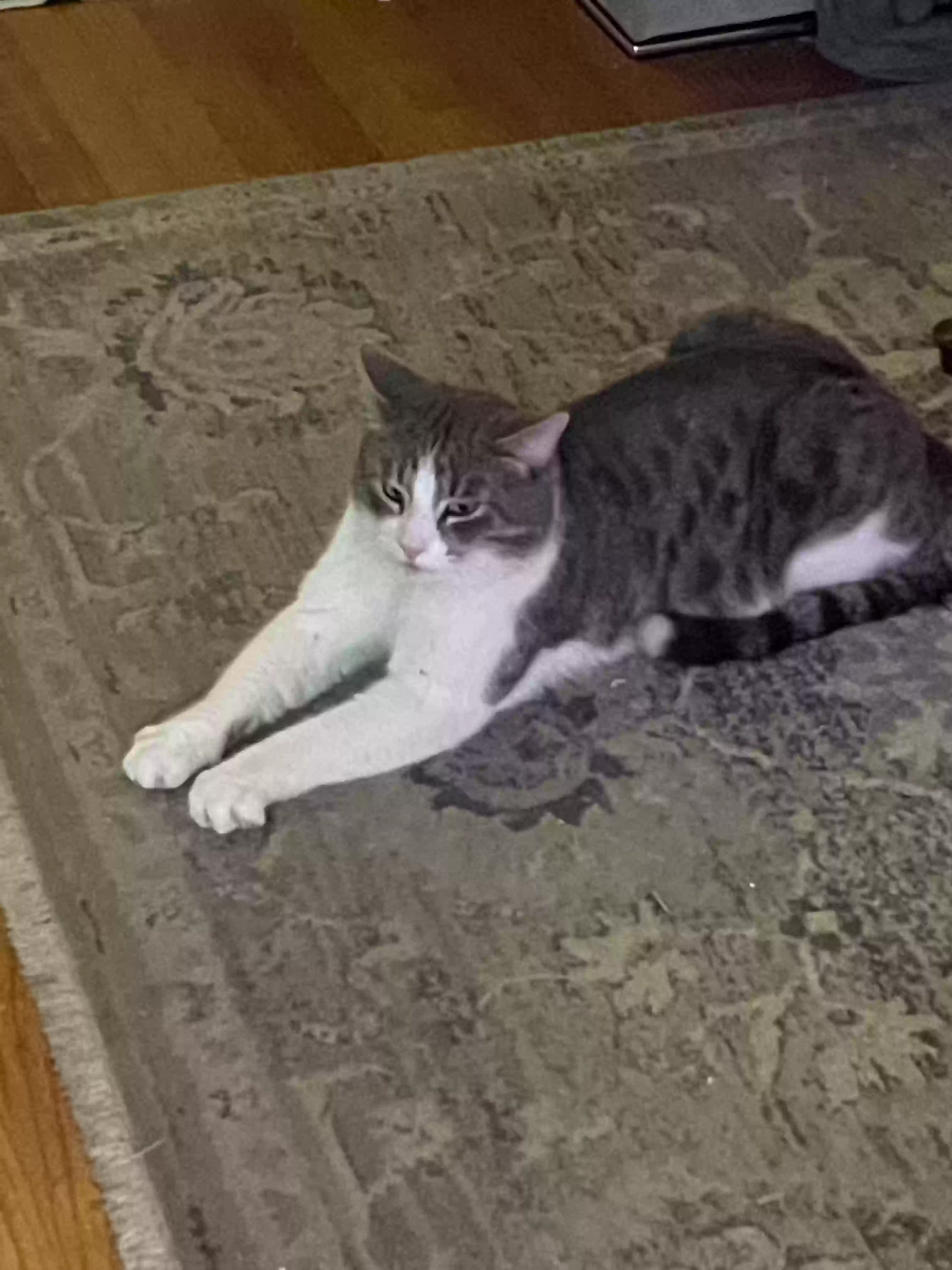 Lost cat in Cranford, NJ, 7016