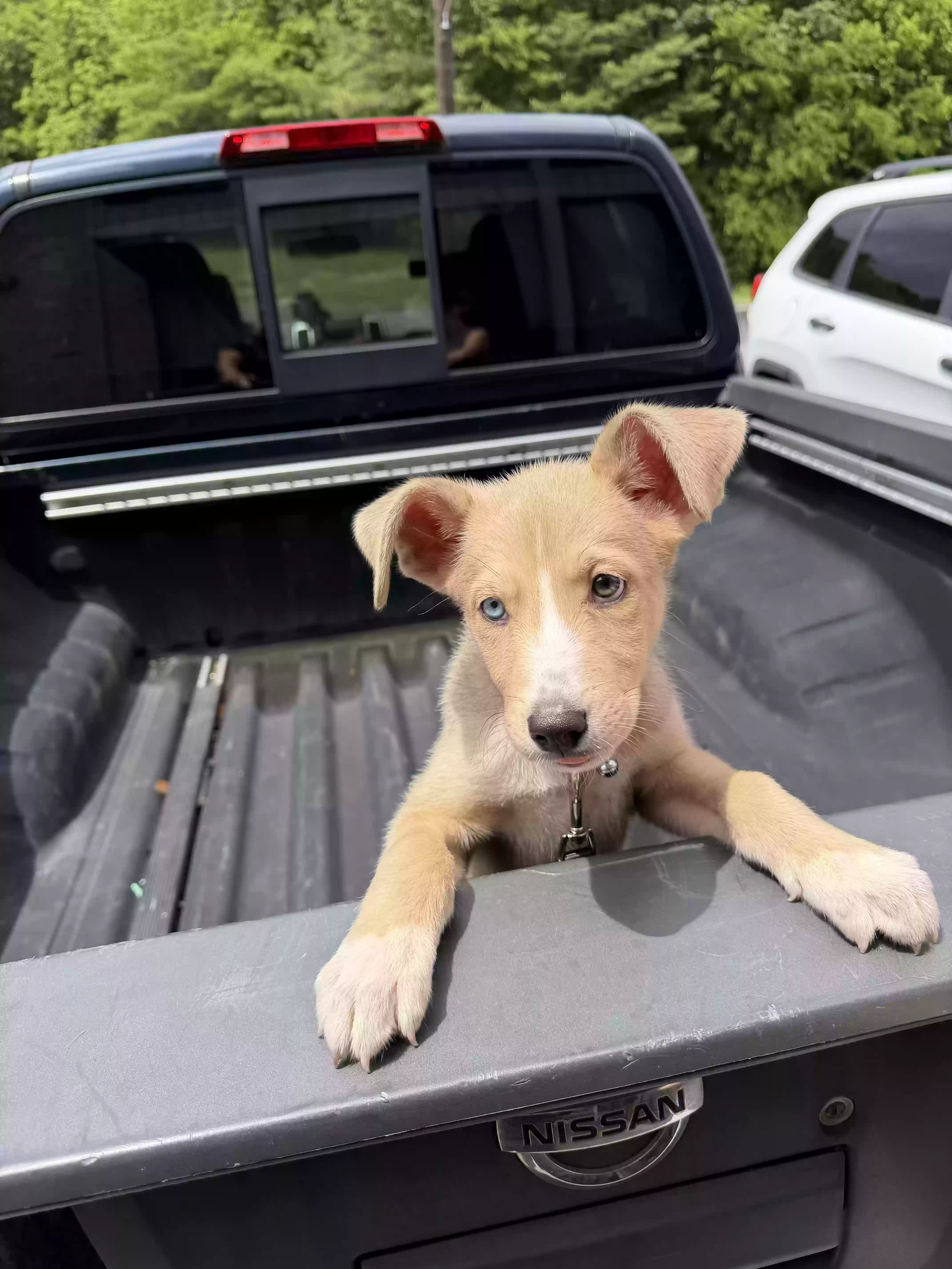 Found dog in Dalton, GA, 30720