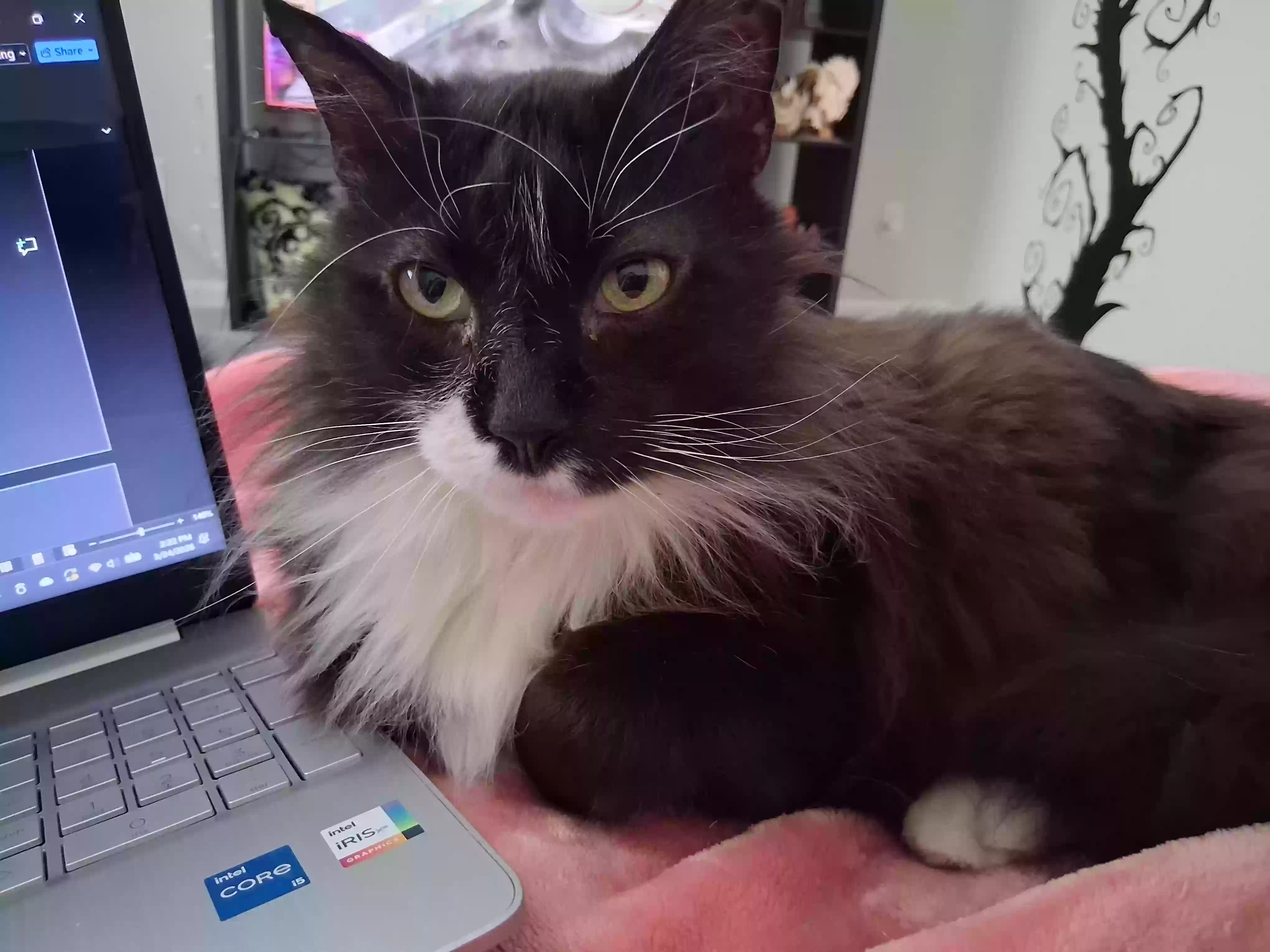 Lost cat in Charlotte, NC, 28278