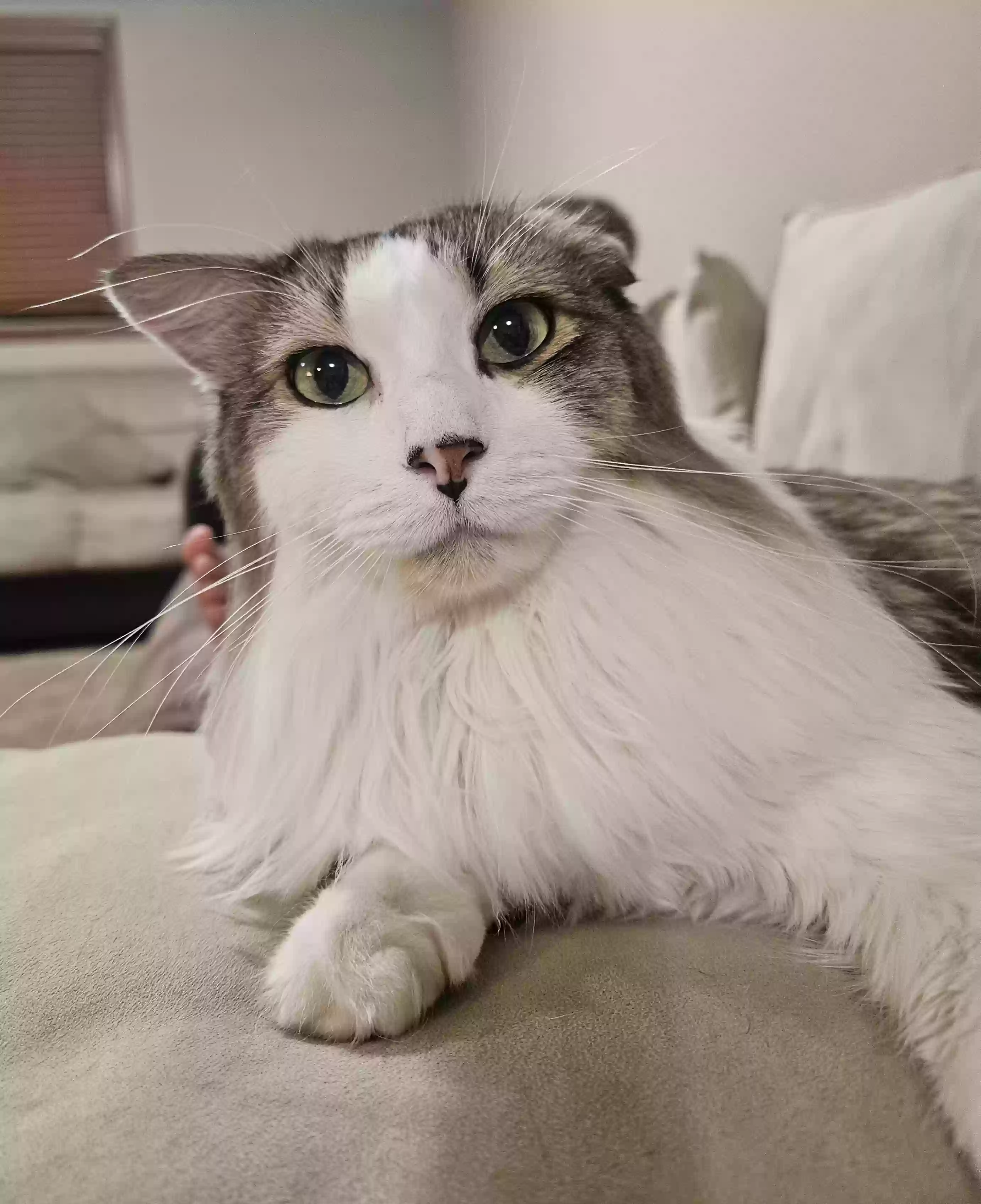 Lost cat in Derby, KS, 67037