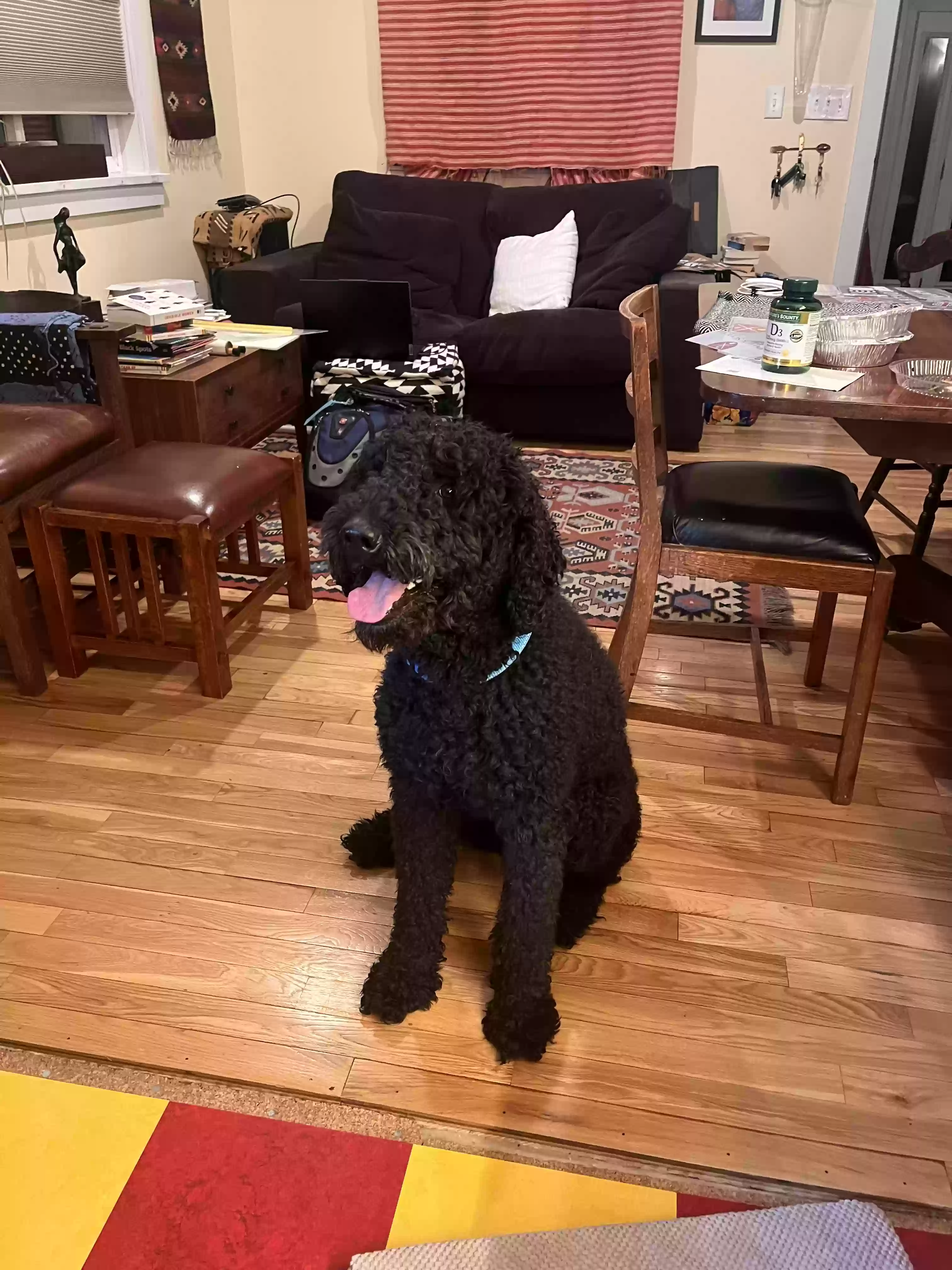 Lost dog in Salt Lake City, UT, 84115
