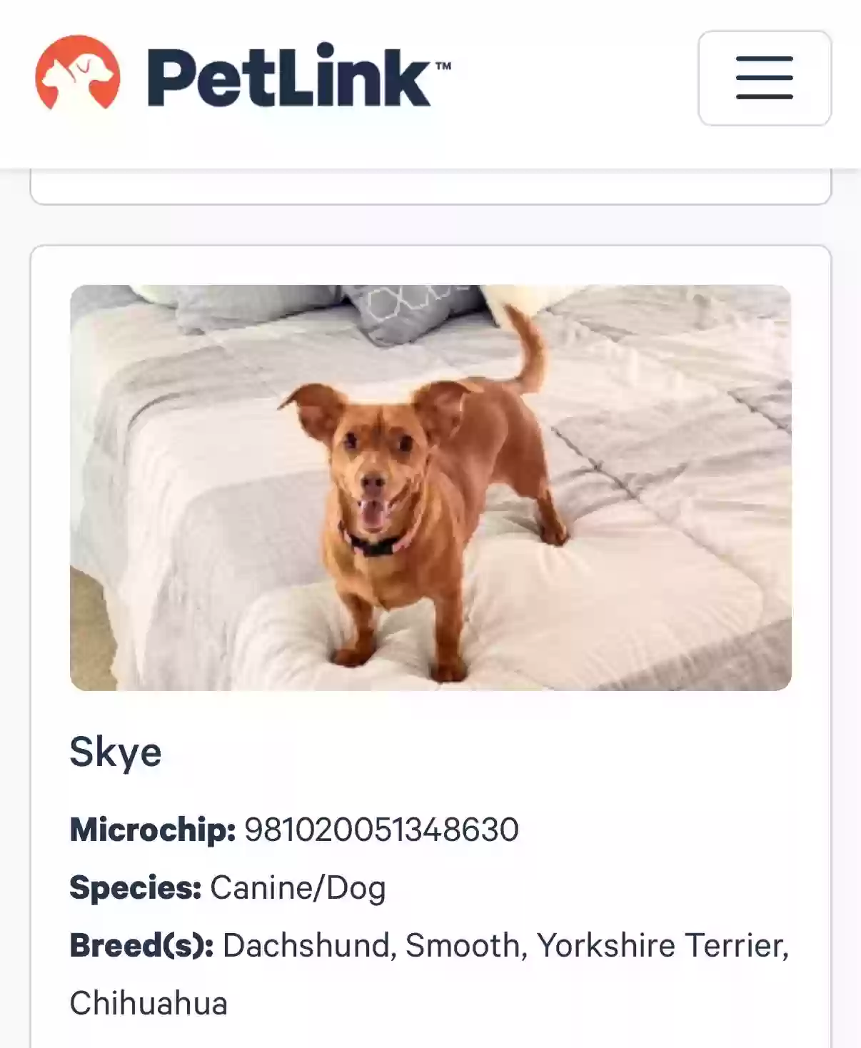 Lost dog in Nokomis, FL, 34275