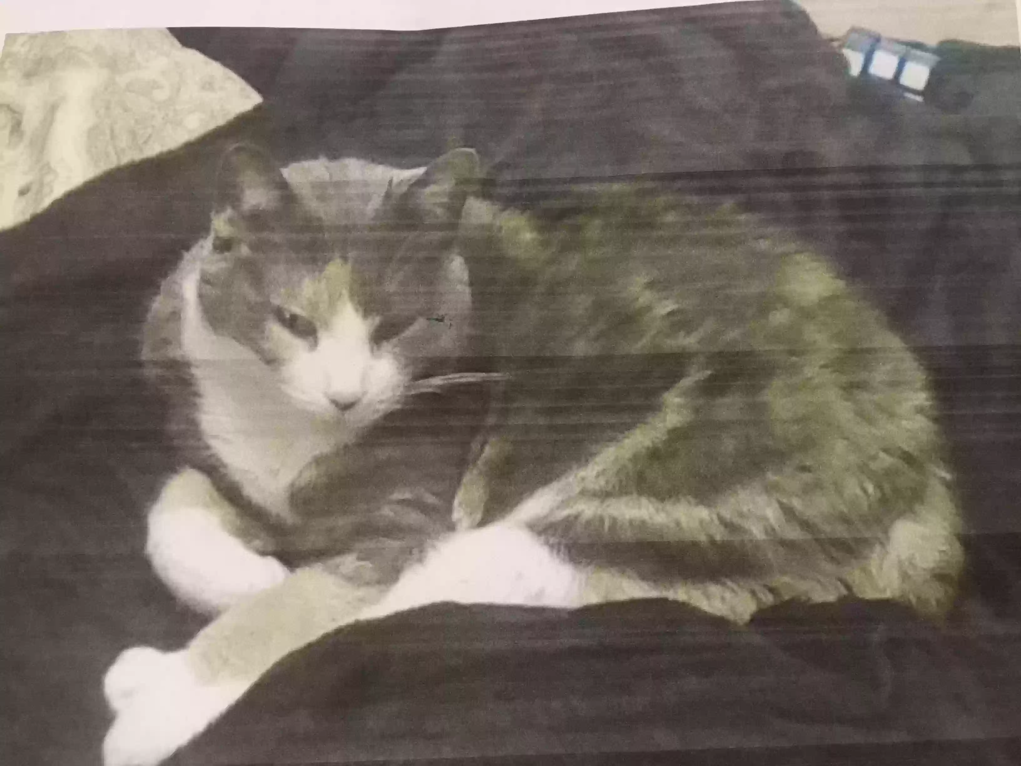 Lost cat in Hazelwood, MO, 63042