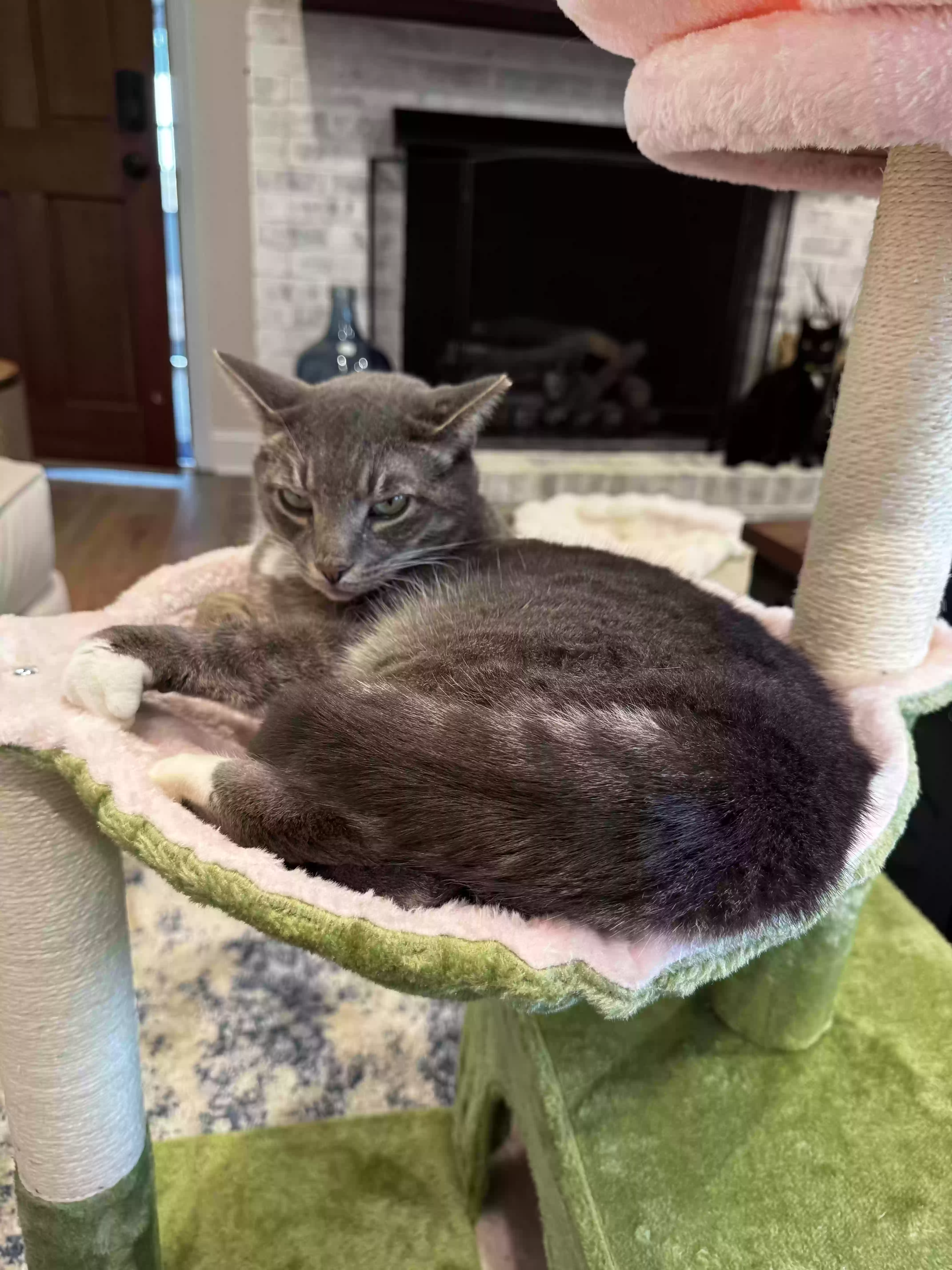 Lost cat in Hickory, NC, 28601