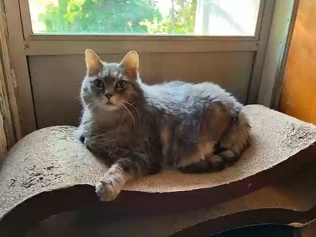 Lost cat in Ann Arbor, MI, 48104