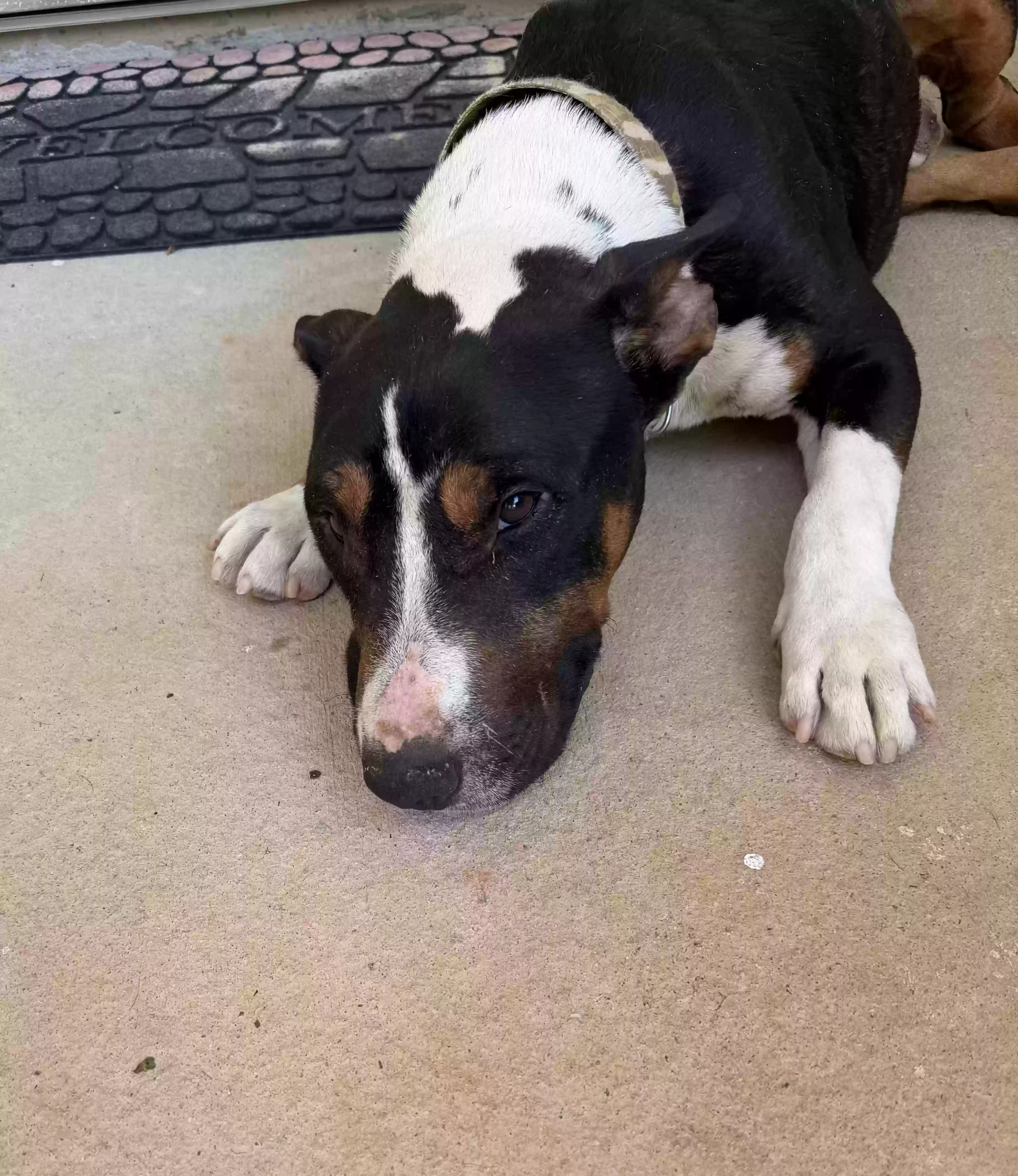 Found dog in Charlotte, NC, 28217