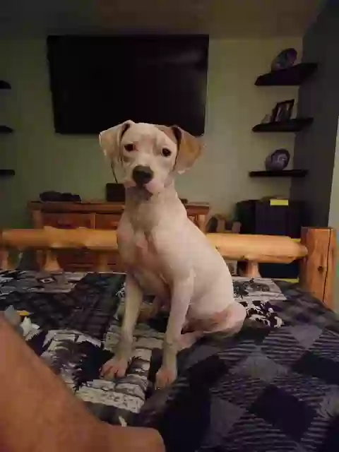 Found dog in Tecumseh, OK, 74873