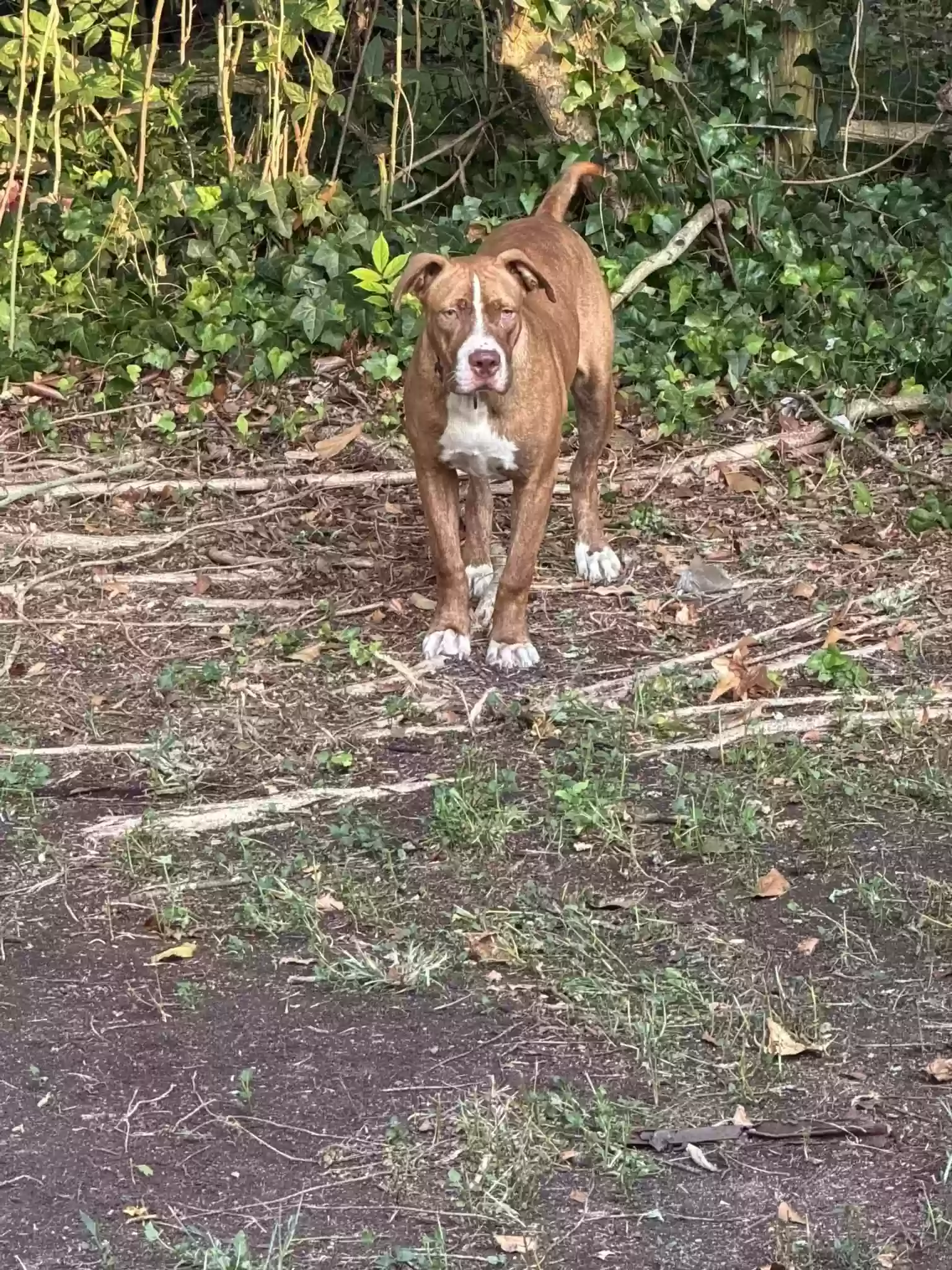 Found dog in Gordon, GA, 31031
