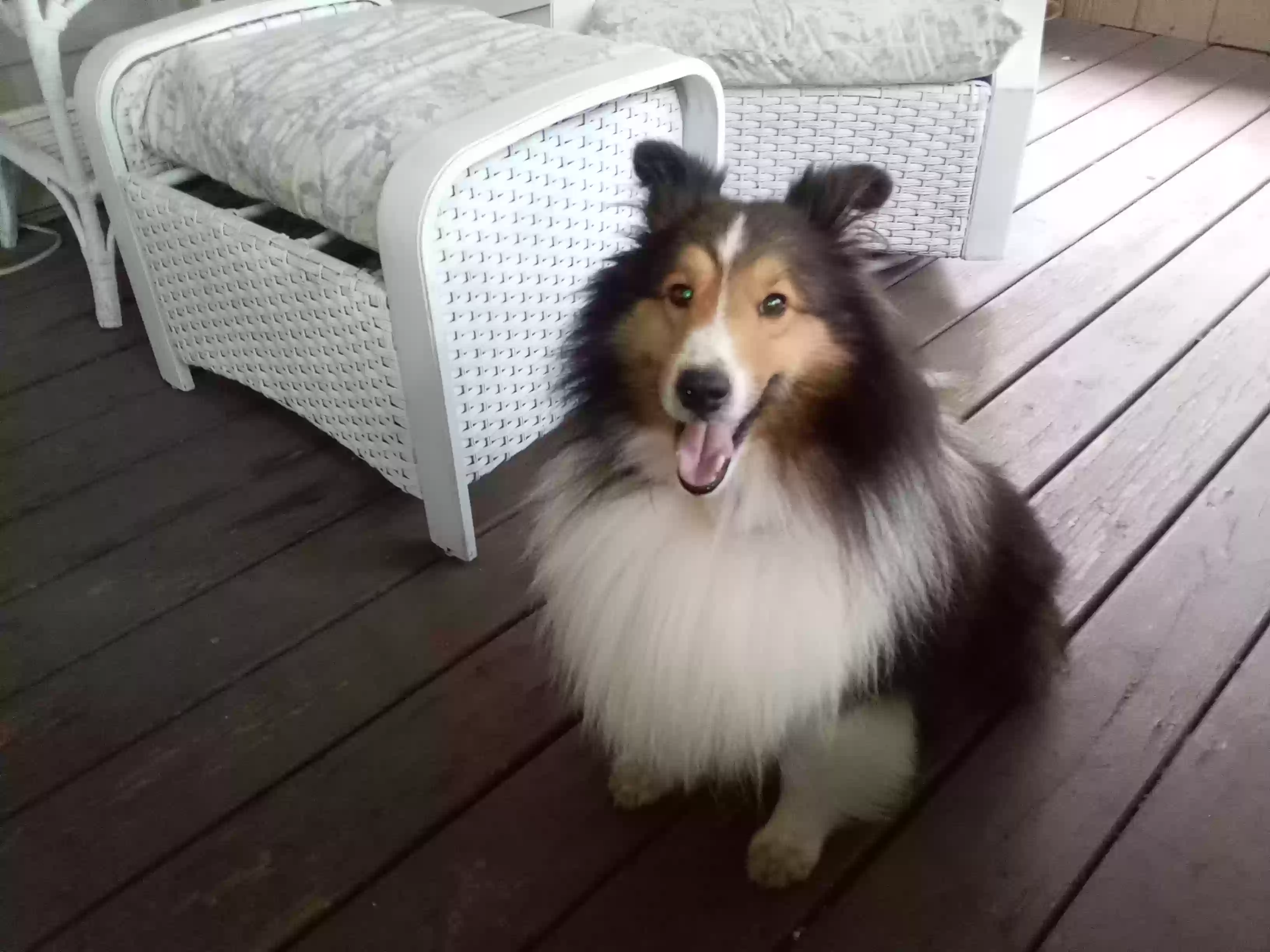 Lost dog in Clarksville, TN, 37043