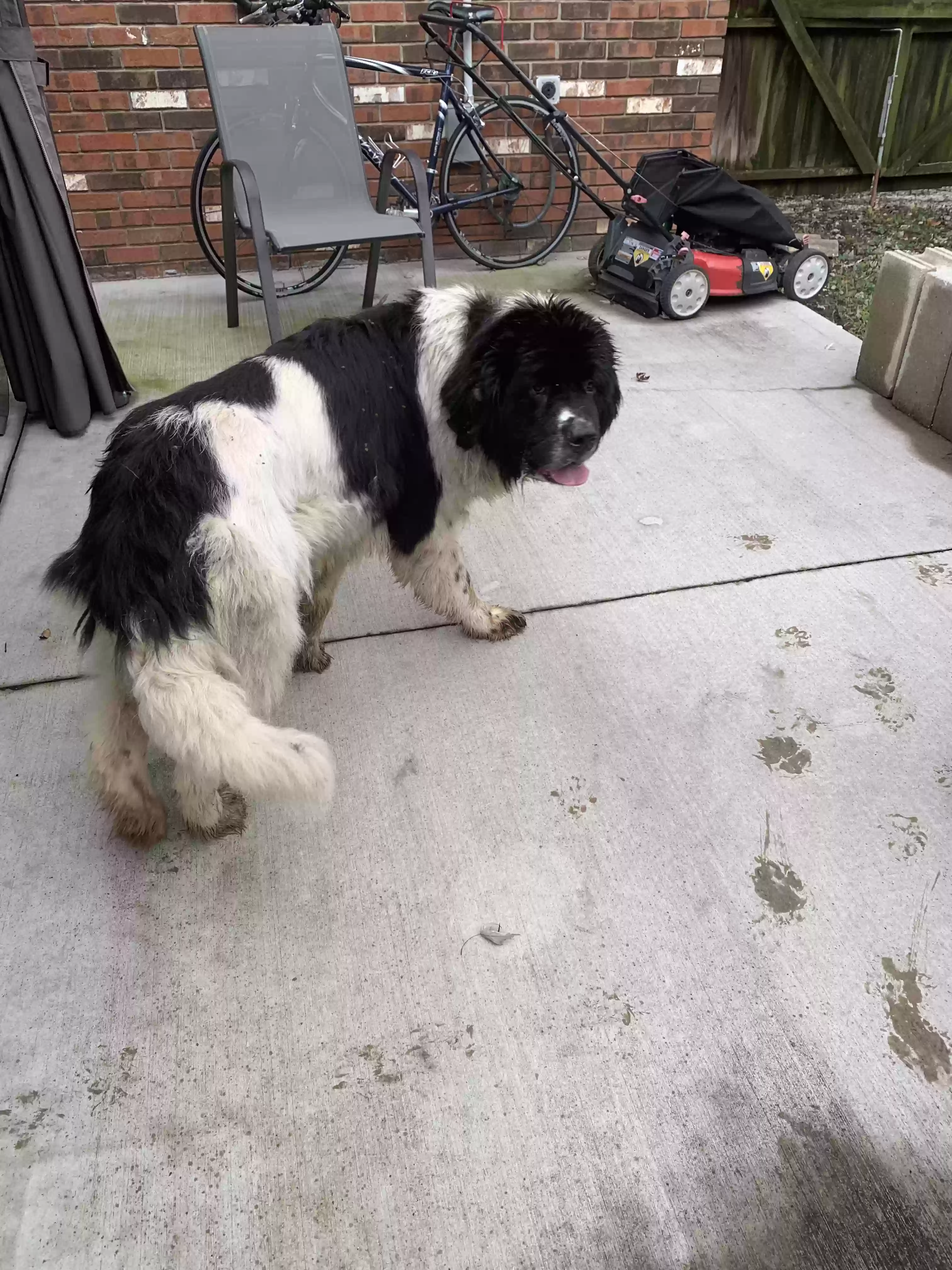 Found dog in Imperial, MO, 63052