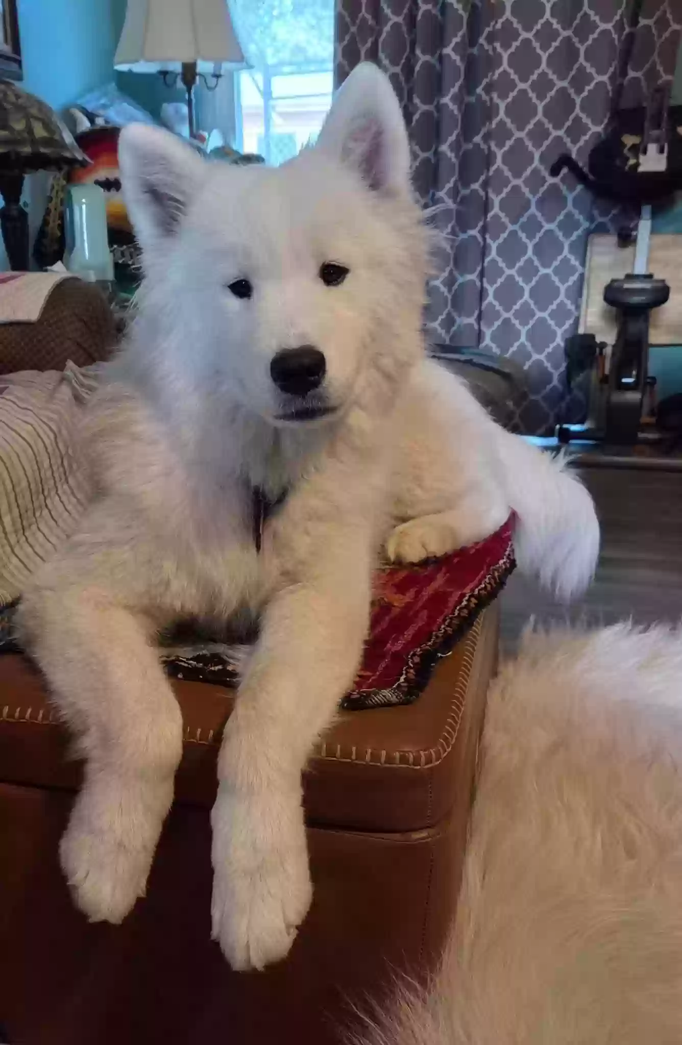 Lost dog in Amarillo, TX, 79101