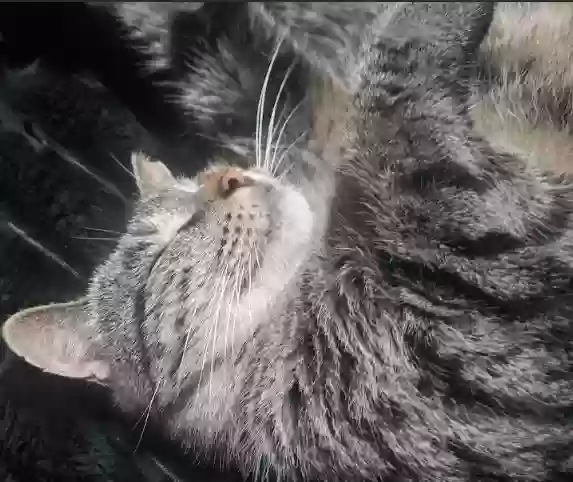Lost cat in Mays Landing, NJ, 8330