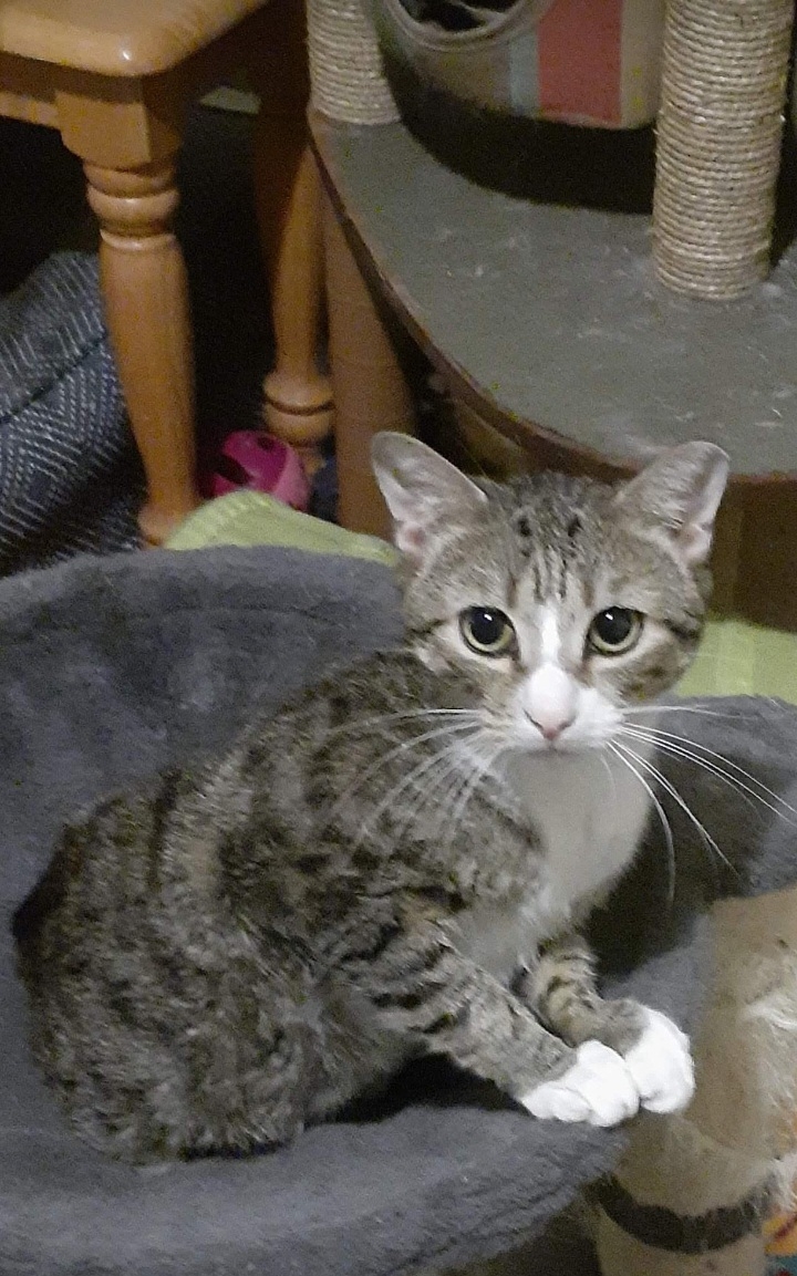 Lost cat in Annandale, NJ, 8801